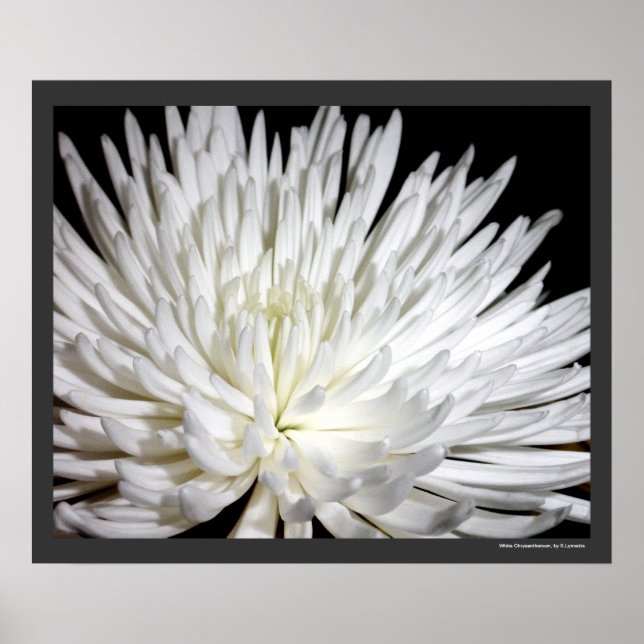 White Chrysanthemum Flower Mums Flowers Photo Poster (Front)