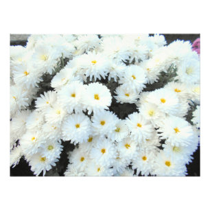 White Chrysanthemum Flowers Photo Print