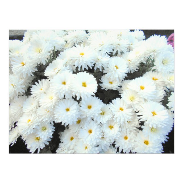 White Chrysanthemum Flowers Photo Print (Front)