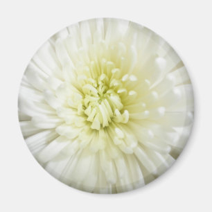 White Chrysanthemum Magnet