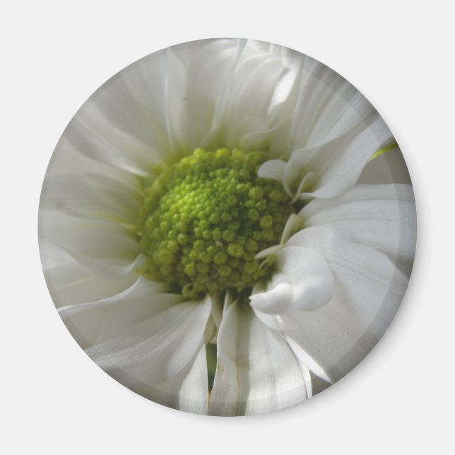 White Chrysanthemum Magnet (Front)
