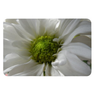 White Chrysanthemum Premium Magnet