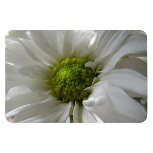 White Chrysanthemum Premium Magnet (Horizontal)