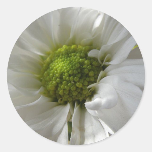 White Chrysanthemum Stickers (Front)