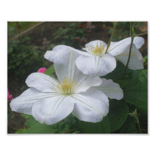White Clematis Flower Pair 8x10 Photo Print