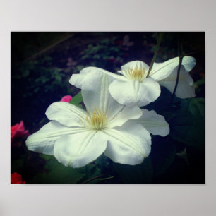 White Clematis Flower Pair Poster
