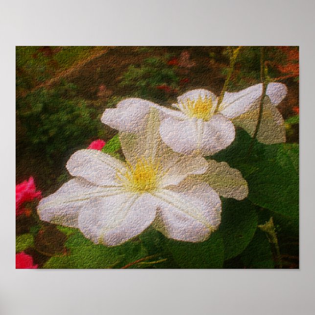 White Clematis Flower Pair Textured Floral Art  Poster (Front)
