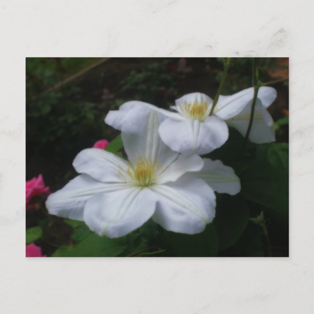 White Clematis Pair Flower Postcard (Front)