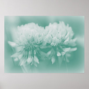 White CLover Wildflower in Aqua Poster