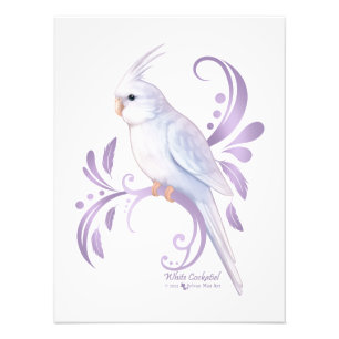 White Cockatiel Photo Print