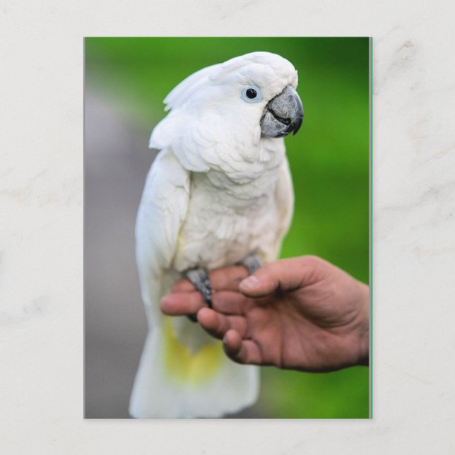 White Cockatoo Bird Postcard (Front)