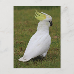 White Cockatoo Postcard