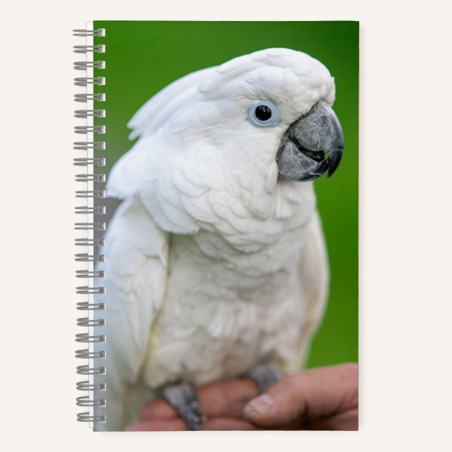 White cockatoo, umbrella parrot, parrot notebook (Front)