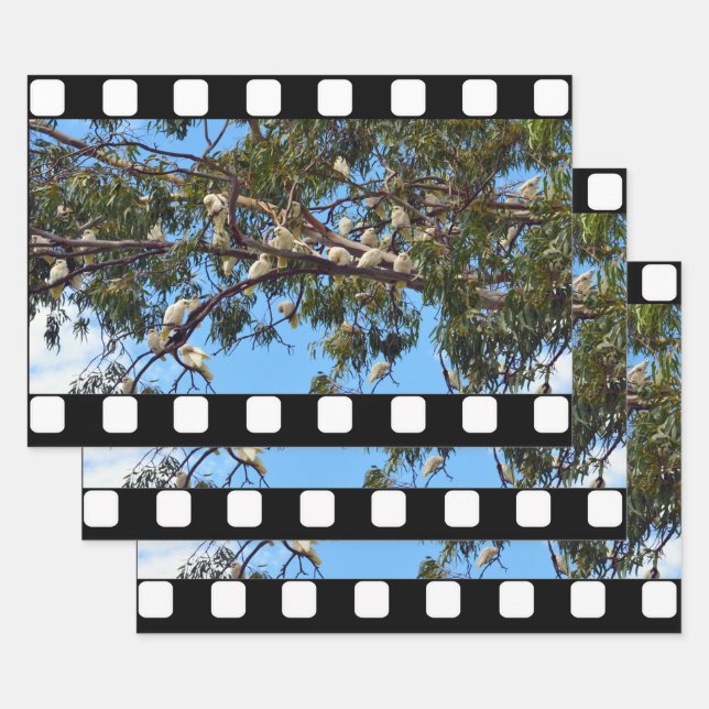 White Cockatoos In Gum Trees, Gift Wrap Sheets, (Set)
