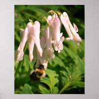 White Columbine Flower And Bumble Bee