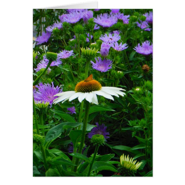 White Cone flower, purple flowers and moth (Front)