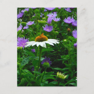 White Cone flower, purple flowers and moth Postcard