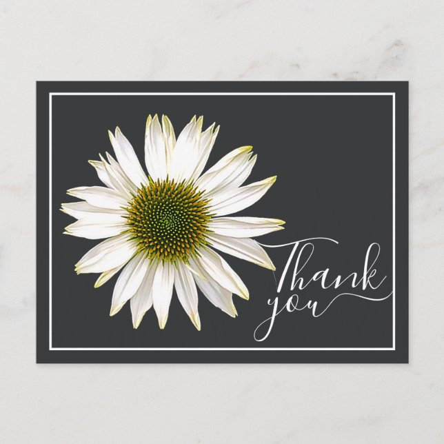 White Coneflower Charcoal Grey Backdrop Thank You Postcard (Front)