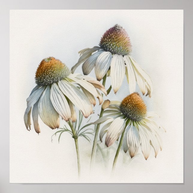 White Coneflowers Art Print Poster (Front)