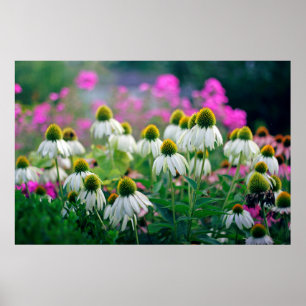 White Coneflowers Echinacea White Swan Poster