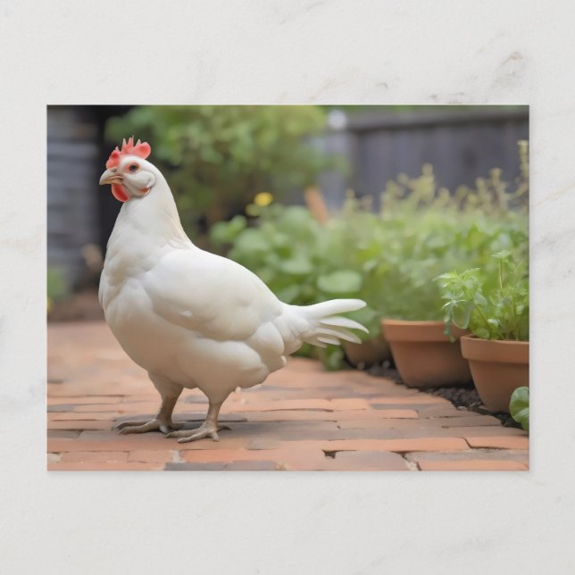 White Cornis hen on patio Holiday Postcard (Front)