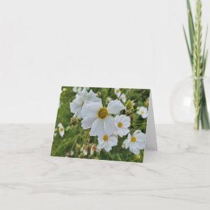 White Cosmos Blooms in the Garden  Holiday Card