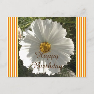 White Cosmos Flower Birthday Postcard
