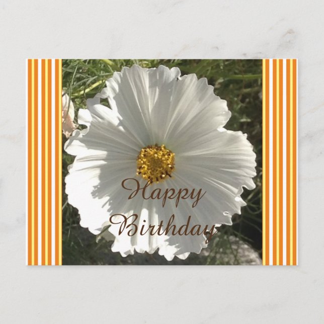White Cosmos Flower Birthday Postcard (Front)