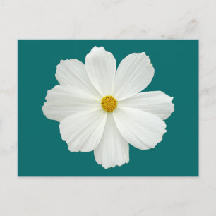 White Cosmos Flower Postcard