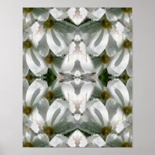 White Cosmos Flowers Abstract Art  Poster