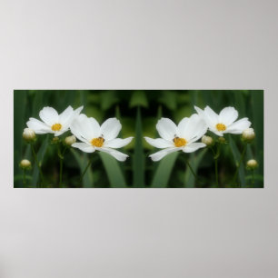 White Cosmos Flowers And Bee Mirror Abstract  Poster