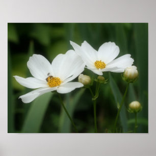 White Cosmos Flowers And Bee Poster