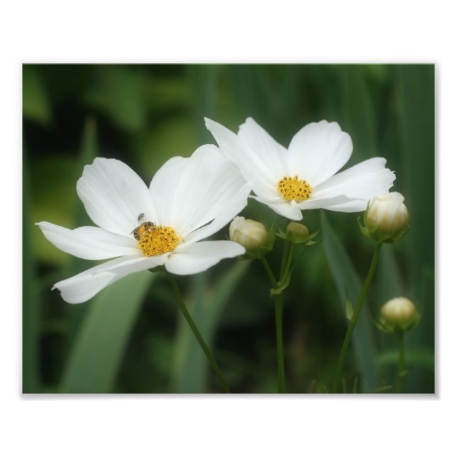 White Cosmos Flowers And Honey Bee 8x10 Photo Print (Front)