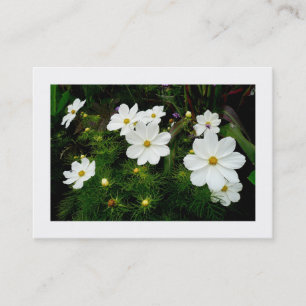 White Cosmos Flowers, Mini Photo Business Card