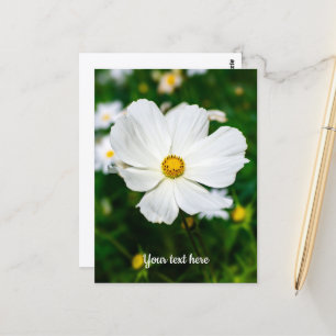 White Cosmos Postcard