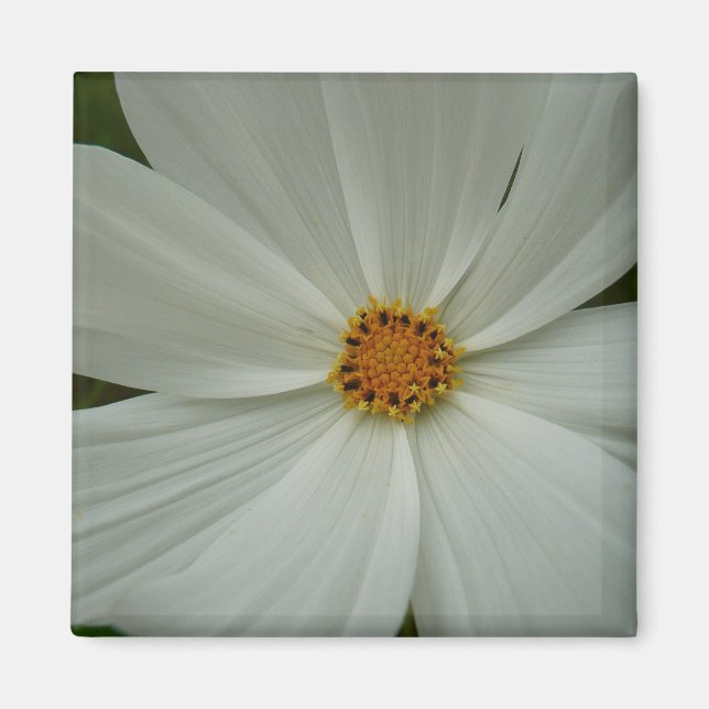 White Cosmos Summer Wildflower Floral Magnet (Front)