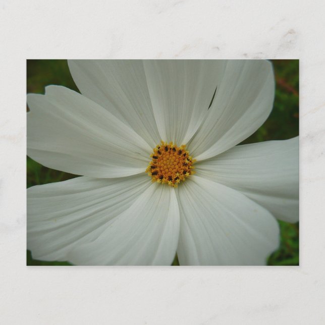 White Cosmos Summer Wildflower Floral Postcard (Front)