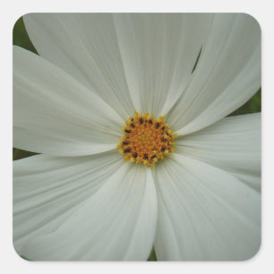 White Cosmos Summer Wildflower Floral Square Sticker