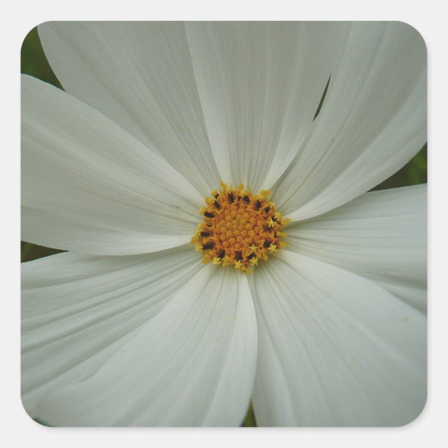 White Cosmos Summer Wildflower Floral Square Sticker (Front)