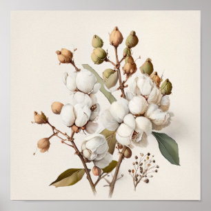 White Cotton Flowers Art Print Poster