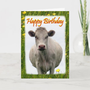 White cow birthday card