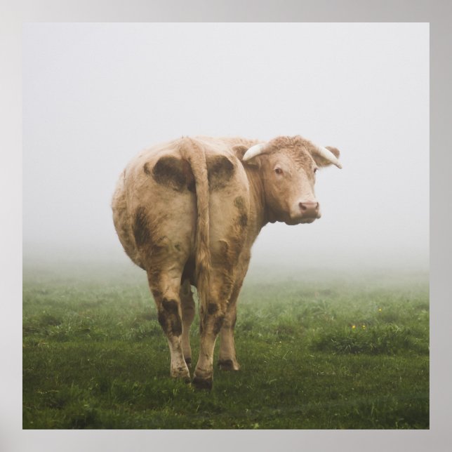 White Cow Bull looking Back in a Foggy Field Poster (Front)