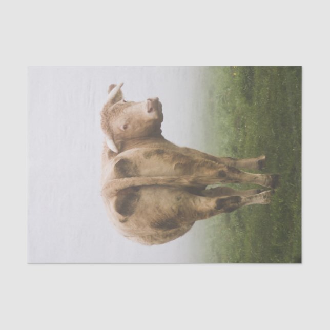 White Cow Bull looking Back in a Foggy Field Tissue Paper (Front)