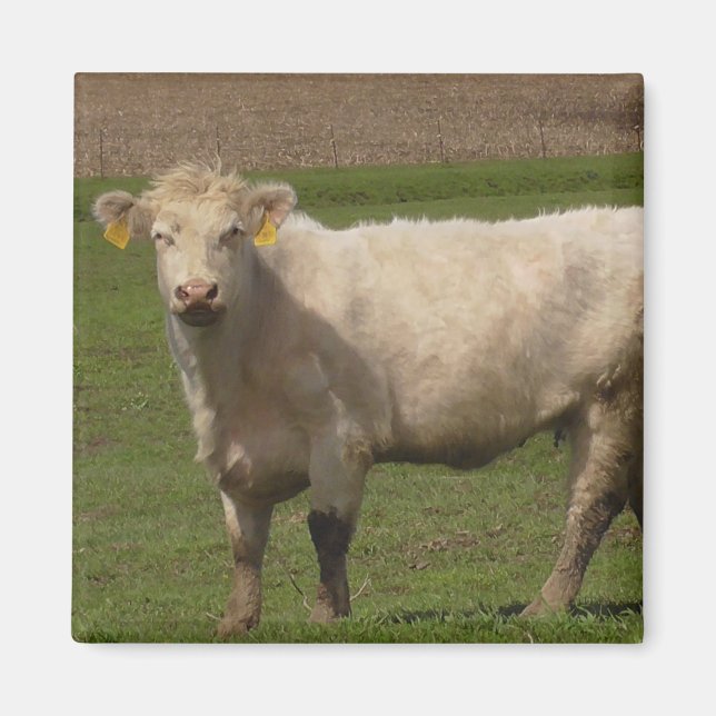 White Cow Farm Animals Photography Magnet (Front)