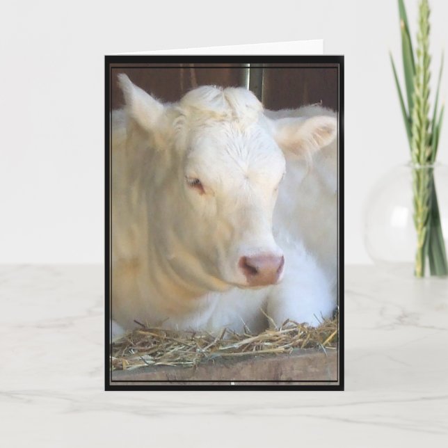 White cow greeting card (Front)
