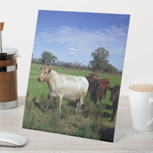 White Cow Leading The Herd, Pedestal Sign