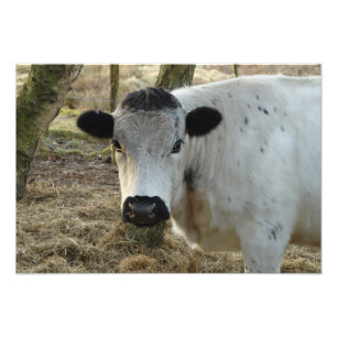White Cow Portrait Photo Print