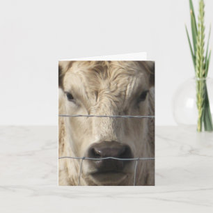 White Cow - Western Change of Address Announcement