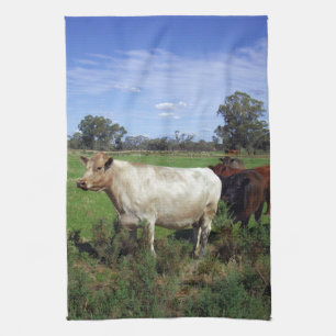 White Cow With Brown Cow Herd, Tea Towel
