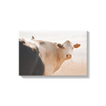 White Cow With Little Bird On Back